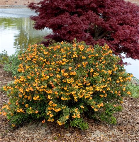 Camilla Clem: Deer Resistant Flowering Shrubs Zone 6 / 30 Most ...