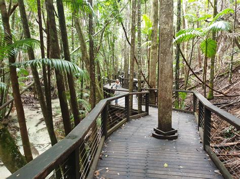 Fraser Island Rainforest - All About Fraser