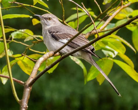 Northern Mockingbird - FeederWatch