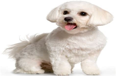 79+ Maltese Poodle Haircut Styles - l2sanpiero