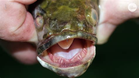 Snakehead fish: Invasive species the government wants you to help kill