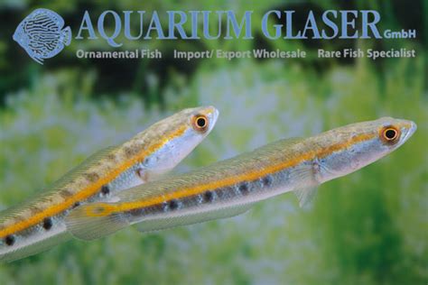 Channa marulius - Aquarium Glaser GmbH