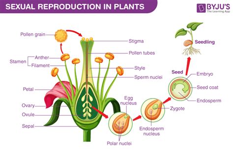 Reproduction - Different Modes of Plant Reproduction | BYJU'S