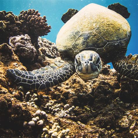 A Guide To Snorkeling With Sea Turtles In Maui — TRILOGY CAPTAIN'S LOG