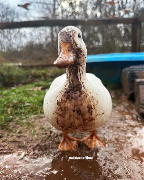 Muddy duck. | Pet ducks, Duck pictures, Wild duck