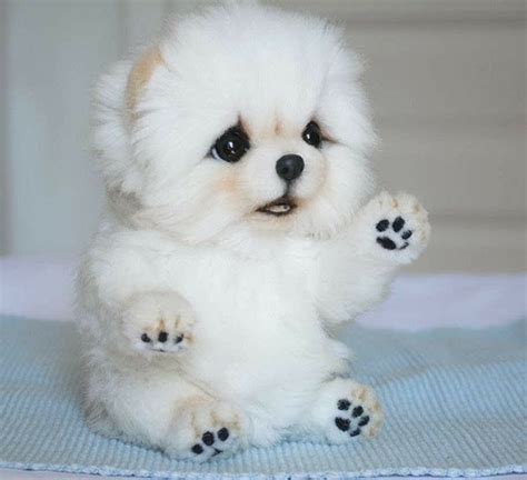 10 Dibujos De Perritos Bebes Tiernos | Images and Photos finder