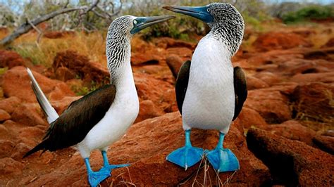 Galapagos Islands Animals List, Facts, and Pictures