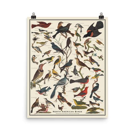 North American Birds Identification Poster 16×20 | Summer Weeds