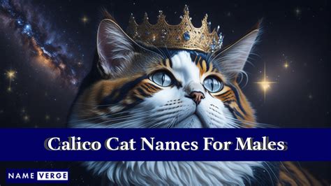 Calico Cat Names: 299+ Cool Names For Calico Cats