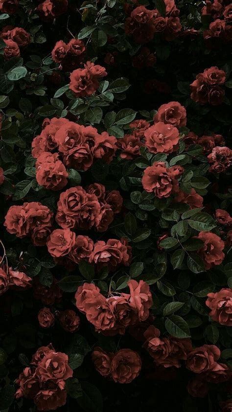 Lock Screen Iphone Aesthetic Flower Wallpaper Hd | Link Guru