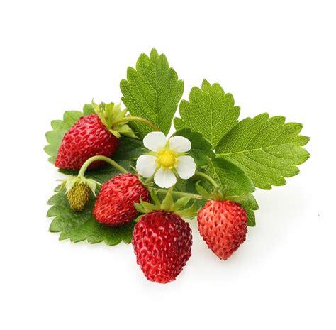 Strawberry Plant Leaves, Green Strawberry Leaves Green Leaves Of A Lush ...