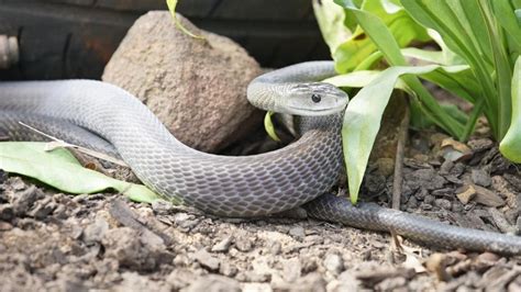 World's Weirdest Snakes - National Geographic Channel Abu Dhabi Photos ...