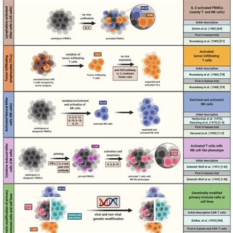 (PDF) Arming Immune Cells for Battle: A Brief Journey through the ...