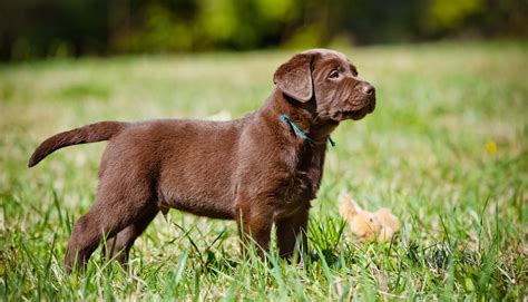 Chocolate Lab - Your Guide To The Chocolate Labrador Retriever