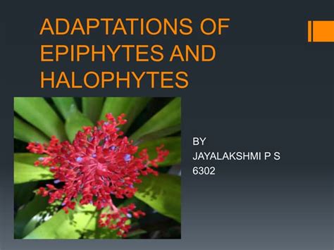 Adaptations of epiphytes and halophytes | PPT