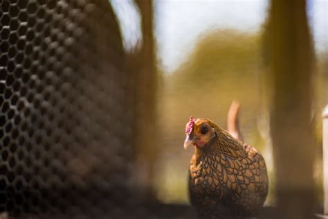 Hen's Egg Production and Genetics - Truegazette