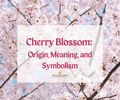 Cherry Blossom Flower : Origin, Meaning, and Symbolism - SnapBlooms Blogs