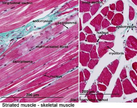 Skeletal Muscle Histology Labeled | The Best Porn Website