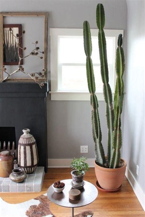 cactus, tip de decoración en wolfrik Indoor Cactus Plants, Cactus House ...