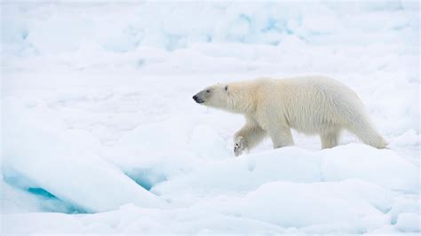 Polar bear population - WWF Arctic