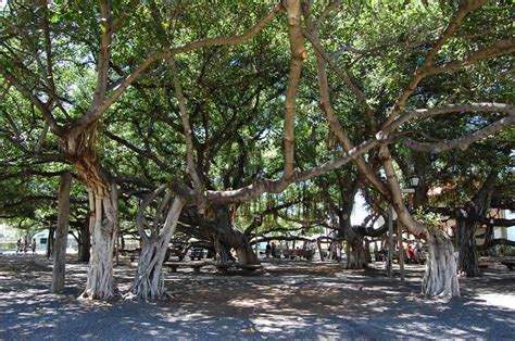 lahaina banyan tree history - Leeanne Guillen