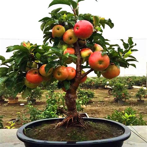 Dwarf Fruit Trees For Sale In Georgia | Fruit Trees