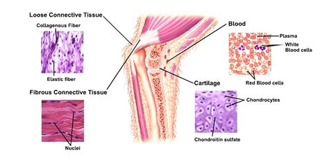 Connective Tissue - Definition, Functions, Types, Examples - GeeksforGeeks