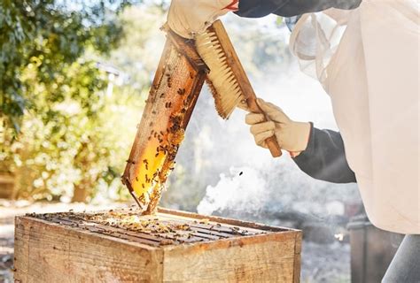 Premium Photo | Honey production and beekeeper with brush and honeycomb ...