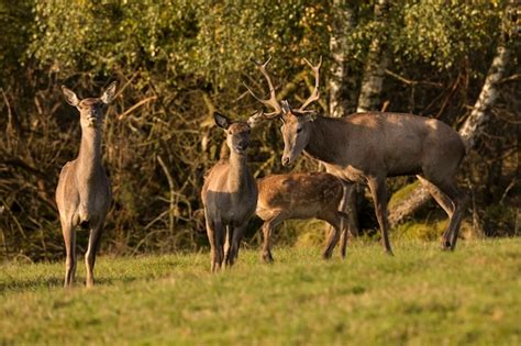 Premium Photo | Red deer in the nature habitat during the deer rut ...