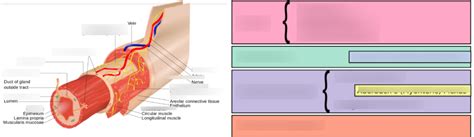 12. Tissue layers - Gi tract Diagram | Quizlet