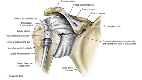 Shoulder Ligament Anatomy Diagram Shoulder Anatomy Ligaments Anatomy ...