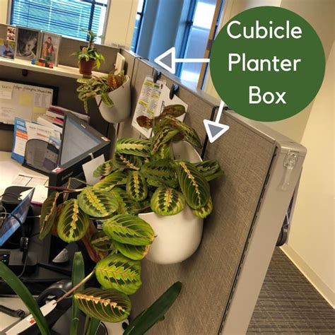 Cubicle Decor Plants | Shelly Lighting