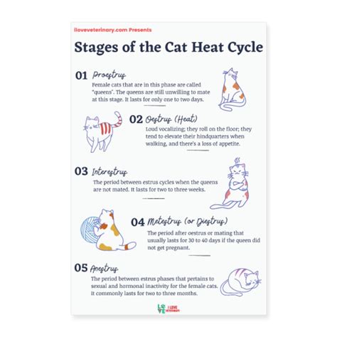 Stages of the Cat Heat Cycle Poster – I love Veterinary