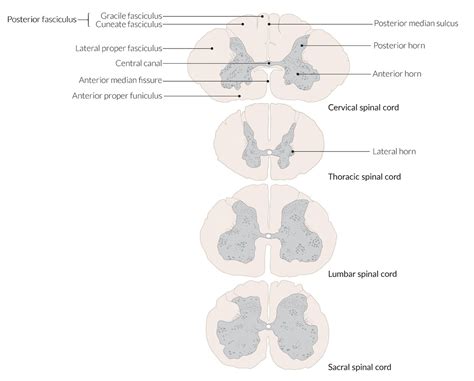 Cervical Spinal Cord Cross Section Anatomy - bmp-troll