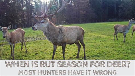 When is Rut Season for Deer? Most Hunters Have It Wrong