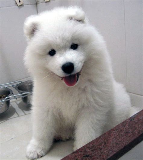 Biscuit Samoyed Puppies Images & Pictures - Becuo