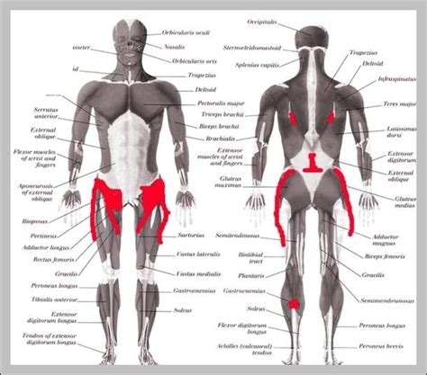 Lower back hip anatomy – Graph Diagram