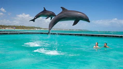 Images Of Dolphins Swimming