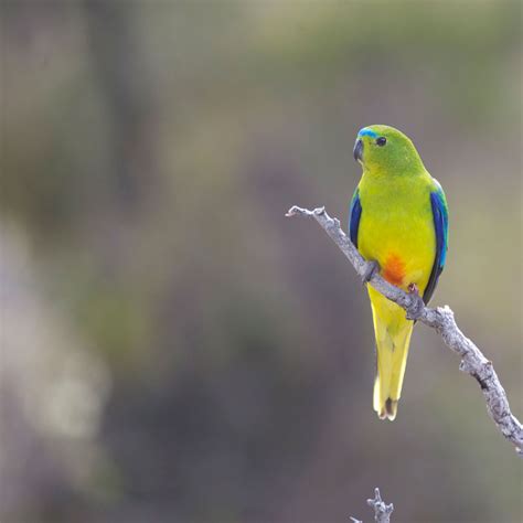 Orange-bellied parrot — DIFFICULT BIRD RESEARCH GROUP