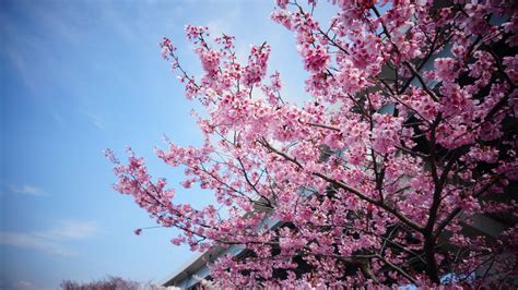 The Japanese Hanami season and blossoms at home - Japan at Hand