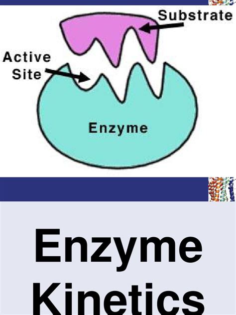 Enzyme Kinetics | Enzyme Inhibitor | Enzyme Kinetics