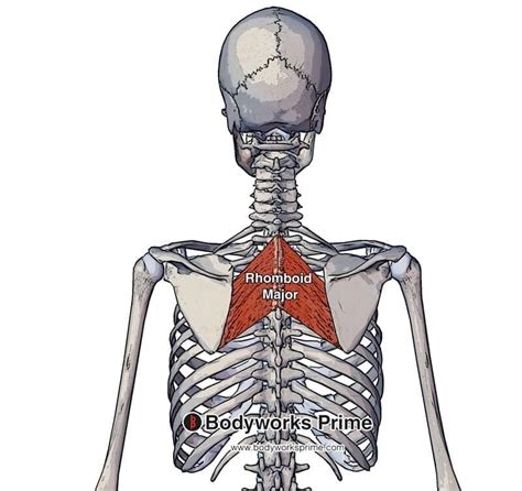 Rhomboid Major Muscle Anatomy - Bodyworks Prime