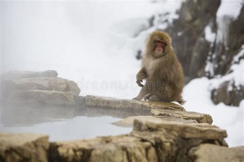 Snow Monkey on Edge of Hot Springs Stock Photo - Image of macaca ...