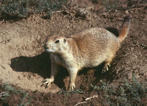 Rodent - Evolution, Classification, Adaptations | Britannica