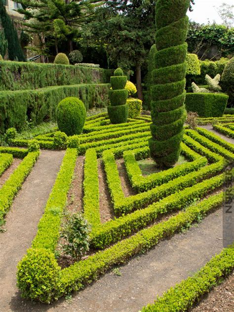 Best for Topiary, Japanese Boxwood Buxus – Kens-Nursery