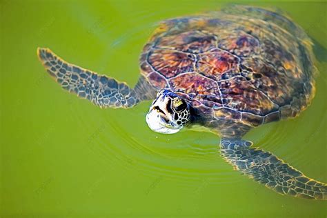 26 Cheloniidae Photos, Pictures And Background Images For Free Download ...