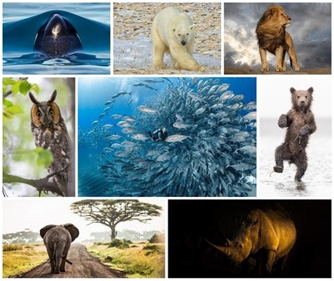 2017 Wildlife Photo Contest