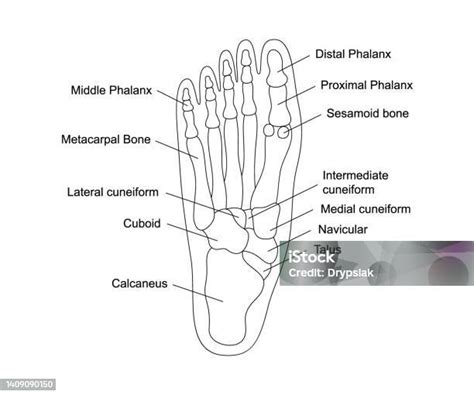 Anatomi Tulang Kaki Manusia Dengan Deskripsi Struktur Bagian Kaki ...