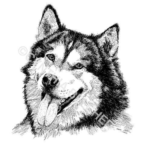 Alaskan Malamute Pen and Ink Drawing Print Signed by ARTSYwildlife