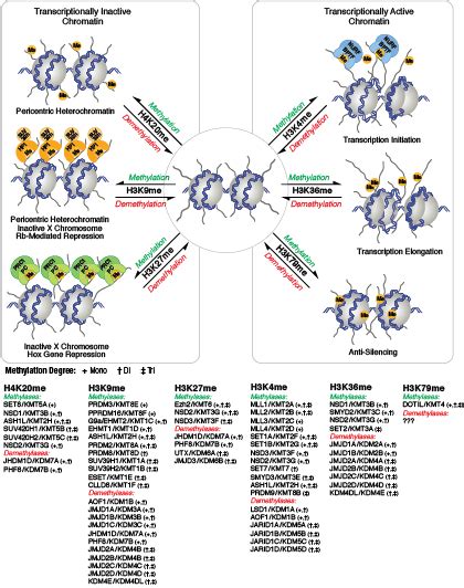 Epigenetics | Cell Signaling Technology